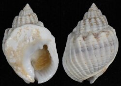 Nassarius arcularius plicatus