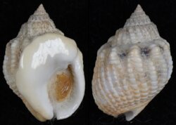 Nassarius arcularius plicatus