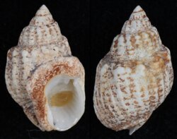 Nassarius arcularius plicatus