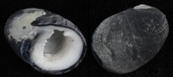 Nerita atramentosa