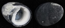 Nerita atramentosa