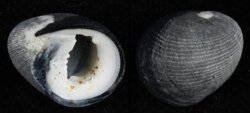 Nerita atramentosa