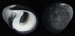 Nerita atramentosa