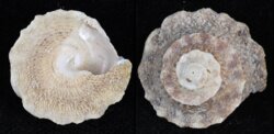 Bellastraea squamifera