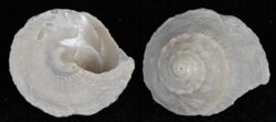 Bellastraea squamifera