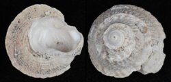 Bellastraea squamifera