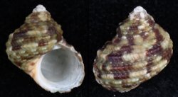 Turbo argyrostoma