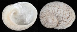Granata imbricata