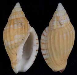 Lyria tulearensis