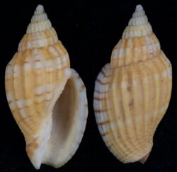 Lyria tulearensis