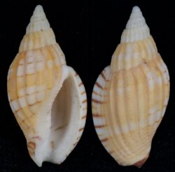 Lyria tulearensis