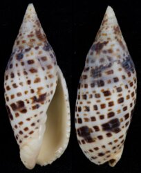 Mitra cardinalis
