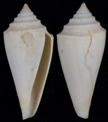 Profundiconus neotorquatus