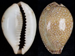 Naria lamarckii