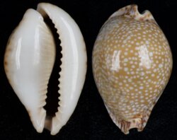 Naria lamarckii