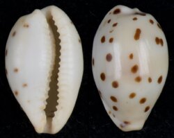 Ransoniella punctata berinii