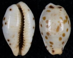 Ransoniella punctata berinii