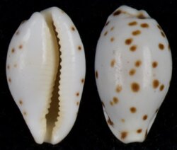 Ransoniella punctata berinii
