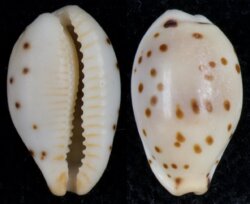Ransoniella punctata berinii