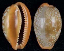 Naria citrina dauphinensis