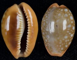 Naria citrina dauphinensis