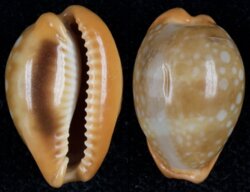 Naria citrina dauphinensis