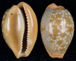 Naria citrina dauphinensis