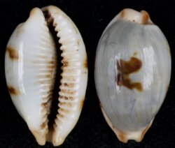 Bistolida diauges diauges fma salaryensis
