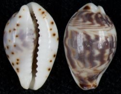 Palmadusta diluculum diluculum