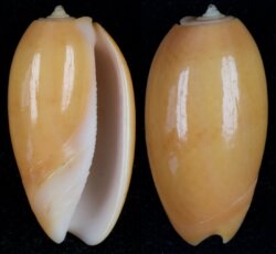 Oliva bulbosa fma aurata