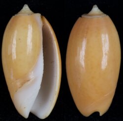 Oliva bulbosa fma aurata
