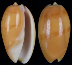 Oliva bulbosa fma aurata