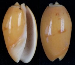Oliva bulbosa fma aurata