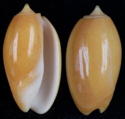 Oliva bulbosa fma aurata