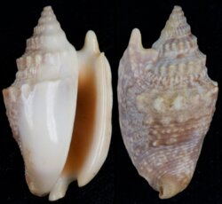 Euprotomus aurora
