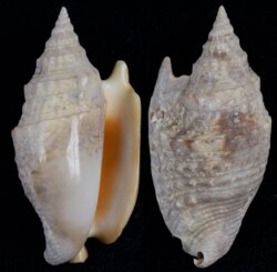 Euprotomus aurora