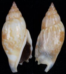Tridentarius dentatus
