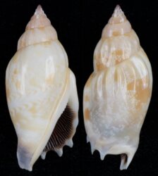 Tridentarius dentatus