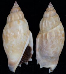 Tridentarius dentatus