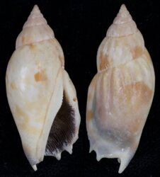 Tridentarius dentatus