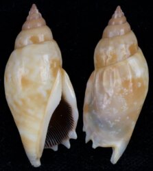 Tridentarius dentatus