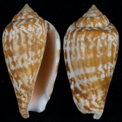 Conomurex decorus