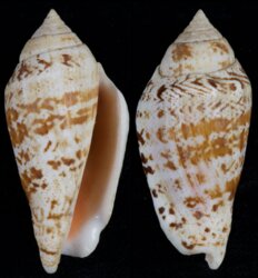 Conomurex decorus