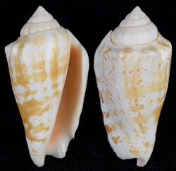 Conomurex decorus