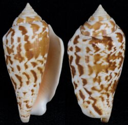 Conomurex decorus