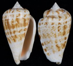 Conomurex decorus