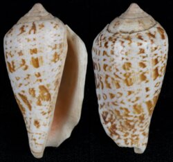 Conomurex decorus