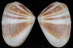 Donax cuneatus
