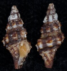 Hesperaptyxis luteopictus