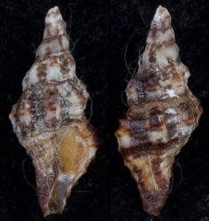 Hesperaptyxis luteopictus